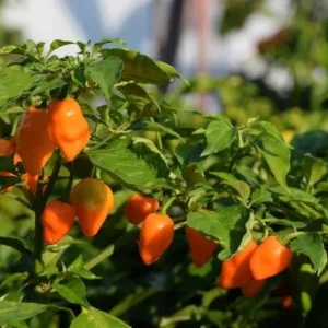 Set of 2 Orange Habanero Pepper Live Plants for Outdoor Garden, 4-6 Inch Tall Hot Chili Vegetable - Image 5