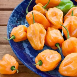 Set of 2 Orange Habanero Pepper Live Plants for Outdoor Garden, 4-6 Inch Tall Hot Chili Vegetable - Image 6