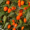 Set of 2 Orange Habanero Pepper Live Plants for Outdoor Garden, 4-6 Inch Tall Hot Chili Vegetable - Image 1