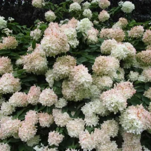 Set of 2 Peegee Hydrangea Bare Root Plants, 6-12 Inch Tall, Outdoor Shrub - Image 2
