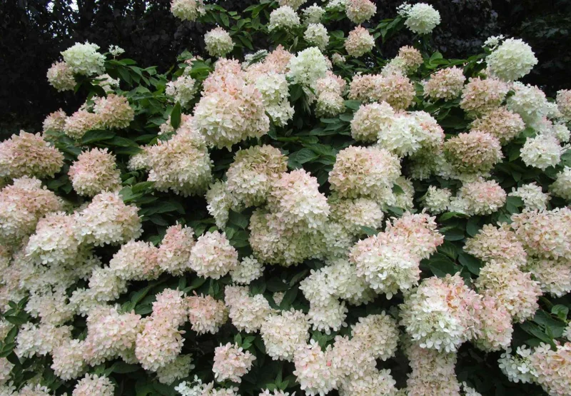 Set of 2 Peegee Hydrangea Bare Root Plants, 6-12 Inch Tall, Outdoor Shrub - Image 2