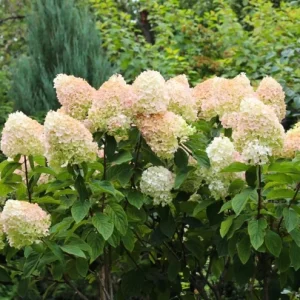 Set of 2 Peegee Hydrangea Bare Root Plants, 6-12 Inch Tall, Outdoor Shrub - Image 3