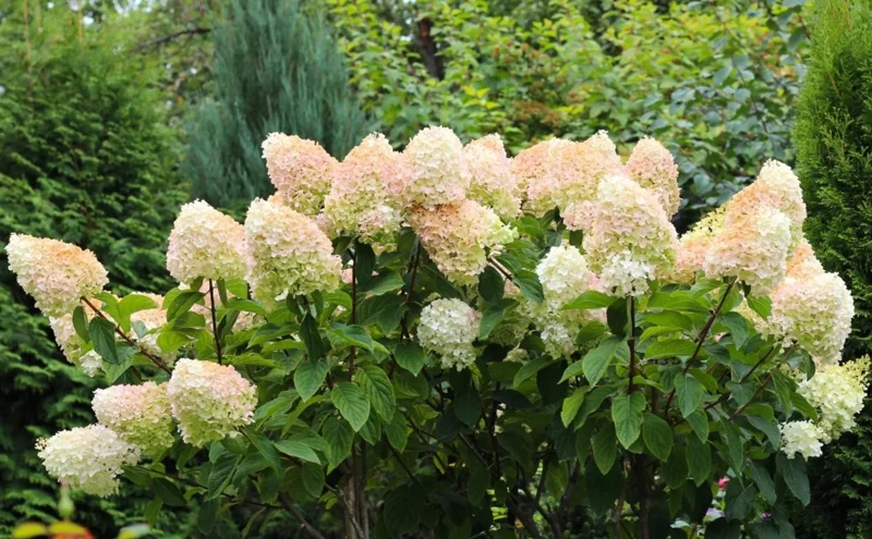 Set of 2 Peegee Hydrangea Bare Root Plants, 6-12 Inch Tall, Outdoor Shrub - Image 3