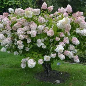 Set of 2 Peegee Hydrangea Bare Root Plants, 6-12 Inch Tall, Outdoor Shrub - Image 4