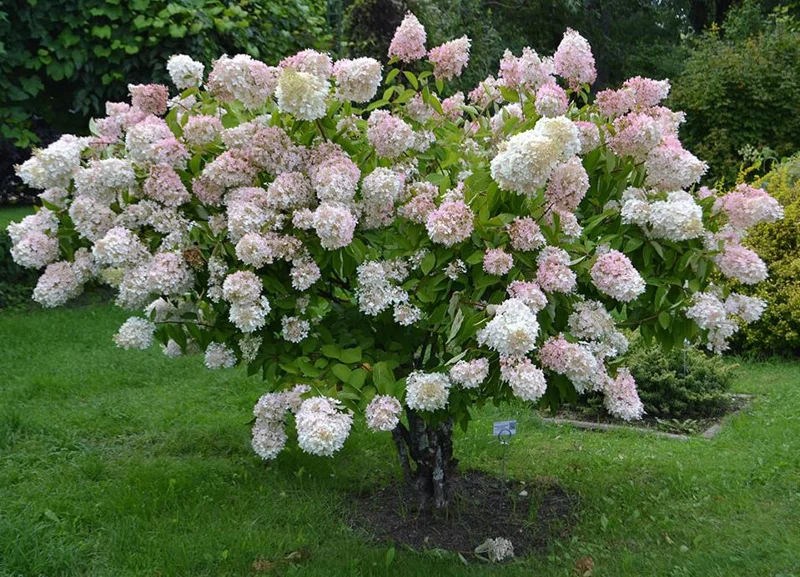 Set of 2 Peegee Hydrangea Bare Root Plants, 6-12 Inch Tall, Outdoor Shrub - Image 4