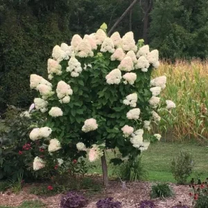 Set of 2 Peegee Hydrangea Bare Root Plants, 6-12 Inch Tall, Outdoor Shrub - Image 5