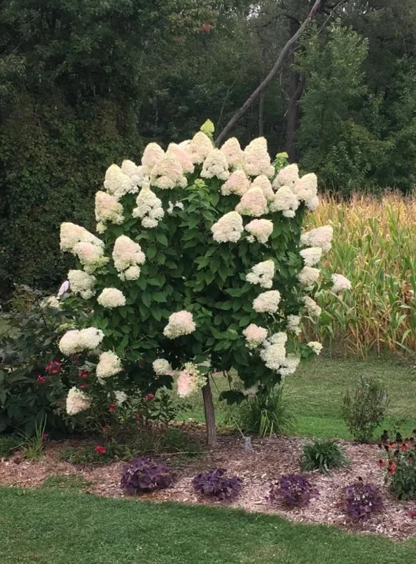 Set of 2 Peegee Hydrangea Bare Root Plants, 6-12 Inch Tall, Outdoor Shrub - Image 5