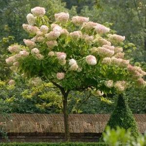 Set of 2 Peegee Hydrangea Bare Root Plants, 6-12 Inch Tall, Outdoor Shrub - Image 6