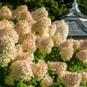 Set of 2 Peegee Hydrangea Bare Root Plants, 6-12 Inch Tall, Outdoor Shrub - Image 7