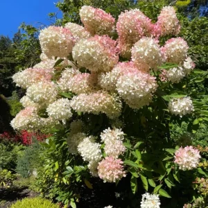 Set of 2 Peegee Hydrangea Bare Root Plants, 6-12 Inch Tall, Outdoor Shrub - Image 1