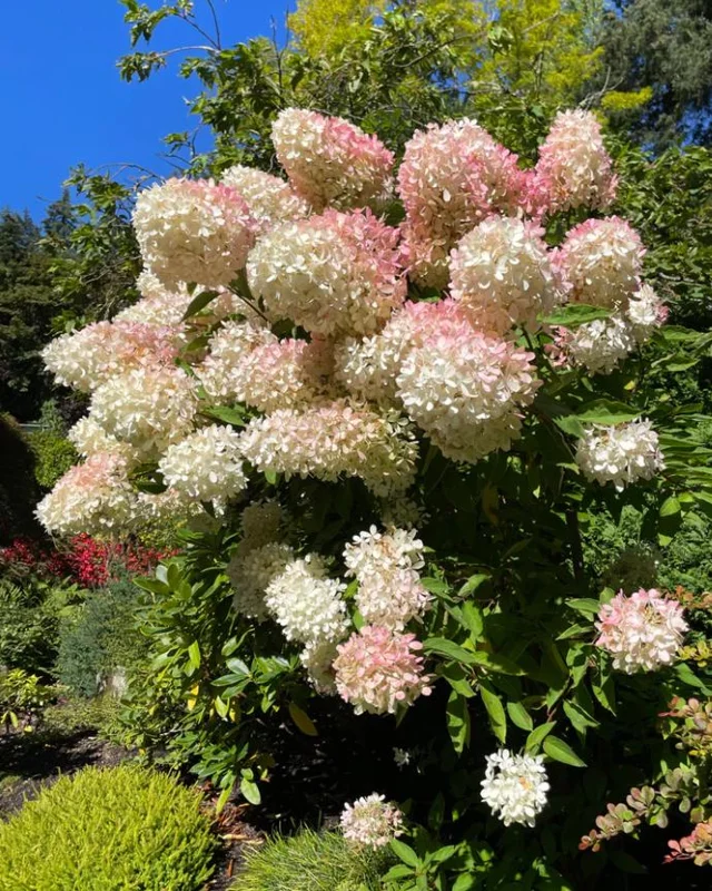 Set of 2 Peegee Hydrangea Bare Root Plants, 6-12 Inch Tall, Outdoor Shrub - Image 1