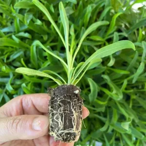 Set of 2 Penstemon Flock of Flamingo Plug Plants - Pink Perennial for Pollinator Gardens, 2-5 Inch Tall - Image 4