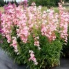 Set of 2 Penstemon Flock of Flamingo Plug Plants - Pink Perennial for Pollinator Gardens, 2-5 Inch Tall - Image 1