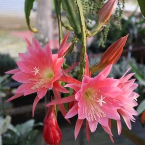Set of 2 Pink Epiphyllum Orchid Cactus Live Plants – 4 Inch Pot – Indoor/Outdoor - Image 2