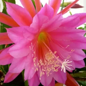 Set of 2 Pink Epiphyllum Orchid Cactus Live Plants – 4 Inch Pot – Indoor/Outdoor - Image 3