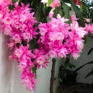 Set of 2 Pink Epiphyllum Orchid Cactus Live Plants – 4 Inch Pot – Indoor/Outdoor - Image 4