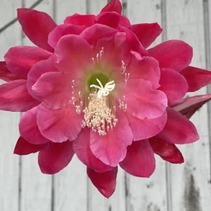 Set of 2 Pink Epiphyllum Orchid Cactus Live Plants – 4 Inch Pot – Indoor/Outdoor - Image 5