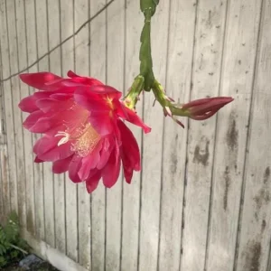 Set of 2 Pink Epiphyllum Orchid Cactus Live Plants – 4 Inch Pot – Indoor/Outdoor - Image 6