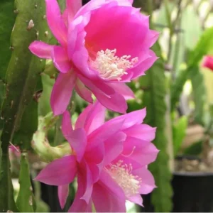 Set of 2 Pink Epiphyllum Orchid Cactus Live Plants – 4 Inch Pot – Indoor/Outdoor - Image 7