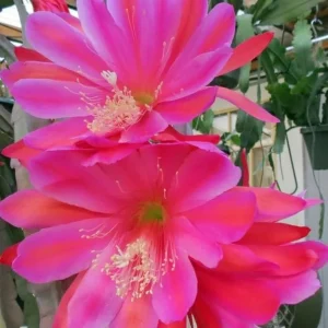 Set of 2 Pink Epiphyllum Orchid Cactus Live Plants – 4 Inch Pot – Indoor/Outdoor - Image 8