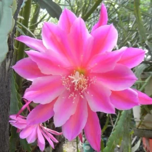 Set of 2 Pink Epiphyllum Orchid Cactus Live Plants – 4 Inch Pot – Indoor/Outdoor - Image 9