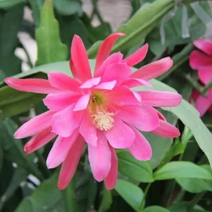 Set of 2 Pink Epiphyllum Orchid Cactus Live Plants – 4 Inch Pot – Indoor/Outdoor - Image 1