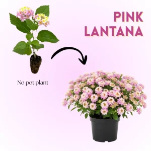 Set of 2 Pink to Yellow Lantana Live Plant, 6-10 Inches Tall, Outdoor Perennial - Image 2