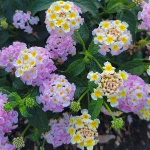 Set of 2 Pink to Yellow Lantana Live Plant, 6-10 Inches Tall, Outdoor Perennial - Image 3