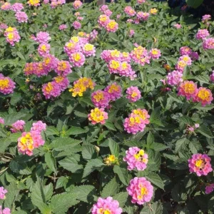 Set of 2 Pink to Yellow Lantana Live Plant, 6-10 Inches Tall, Outdoor Perennial - Image 4