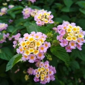 Set of 2 Pink to Yellow Lantana Live Plant, 6-10 Inches Tall, Outdoor Perennial - Image 5
