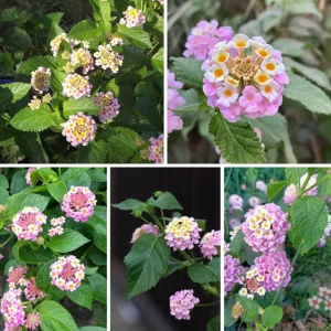 Set of 2 Pink to Yellow Lantana Live Plant, 6-10 Inches Tall, Outdoor Perennial - Image 6