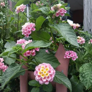 Set of 2 Pink to Yellow Lantana Live Plant, 6-10 Inches Tall, Outdoor Perennial - Image 8