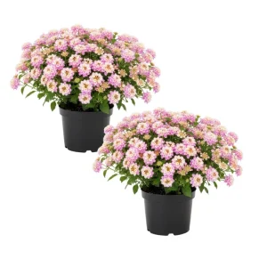 Set of 2 Pink to Yellow Lantana Live Plant, 6-10 Inches Tall, Outdoor Perennial - Image 1