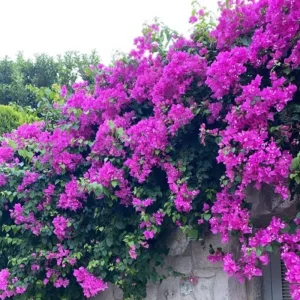 Set of 2 Purple Bougainvillea Live Plants, 5-7 Inch Tall, Climbing Vine, Outdoor - Image 10