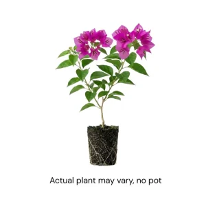 Set of 2 Purple Bougainvillea Live Plants, 5-7 Inch Tall, Climbing Vine, Outdoor - Image 3