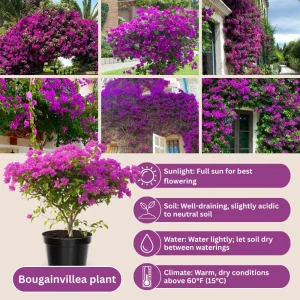Set of 2 Purple Bougainvillea Live Plants, 5-7 Inch Tall, Climbing Vine, Outdoor - Image 4