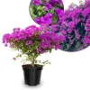 Set of 2 Purple Bougainvillea Live Plants, 5-7 Inch Tall, Climbing Vine, Outdoor - Image 1