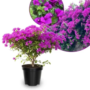 Set of 2 Purple Bougainvillea Live Plants, 5-7 Inch Tall, Climbing Vine, Outdoor - Image 1