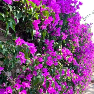 Set of 2 Purple Bougainvillea Live Plants, 5-7 Inch Tall, Climbing Vine, Outdoor - Image 5