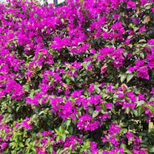 Set of 2 Purple Bougainvillea Live Plants, 5-7 Inch Tall, Climbing Vine, Outdoor - Image 6