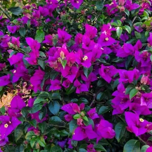 Set of 2 Purple Bougainvillea Live Plants, 5-7 Inch Tall, Climbing Vine, Outdoor - Image 7