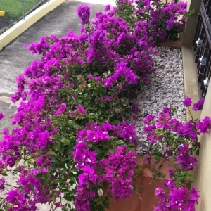 Set of 2 Purple Bougainvillea Live Plants, 5-7 Inch Tall, Climbing Vine, Outdoor - Image 8