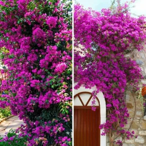Set of 2 Purple Bougainvillea Live Plants, 5-7 Inch Tall, Climbing Vine, Outdoor - Image 9