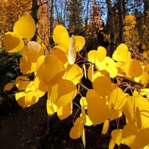 Set of 2 Quaking Aspen Bare Root Live Plants 2-3 ft Tall - Populus tremuloides Shade Tree - Image 2