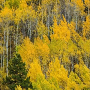 Set of 2 Quaking Aspen Bare Root Live Plants 2-3 ft Tall - Populus tremuloides Shade Tree - Image 3