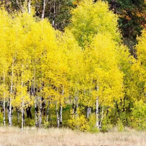 Set of 2 Quaking Aspen Bare Root Live Plants 2-3 ft Tall - Populus tremuloides Shade Tree - Image 5
