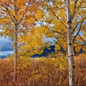 Set of 2 Quaking Aspen Bare Root Live Plants 2-3 ft Tall - Populus tremuloides Shade Tree - Image 6