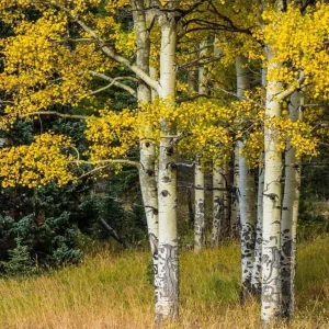 Set of 2 Quaking Aspen Bare Root Live Plants 2-3 ft Tall - Populus tremuloides Shade Tree - Image 7