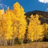 Set of 2 Quaking Aspen Bare Root Live Plants 2-3 ft Tall - Populus tremuloides Shade Tree - Image 1