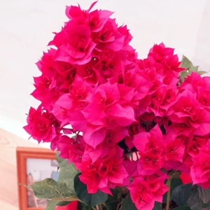 Set of 2 Red Bougainvillea Live Plant - 5-7 Inch Tall Climbing Outdoor Vine - Image 10